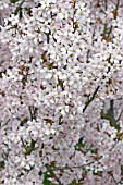 PRUNUS PANDORA