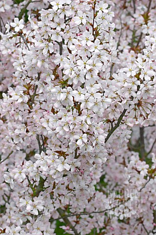 PRUNUS_PANDORA