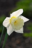 NARCISSUS MOUNT HOOD