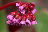 BERGENIA CORDIFOLIA PURPUREA,  ELEPHANTS EAR