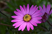 OSTEOSPERMUM JUCUNDUM,  BLACKTHORN SEEDLING