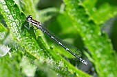 COENAGRION PUELLA,  FEMALE AZURE DAMSELFLY