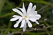 MAGNOLIA STELLATA,  ROYAL STAR