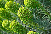 EUPHORBIA CHARACAIS,  PORTUGESE VELVET,  SPURGE