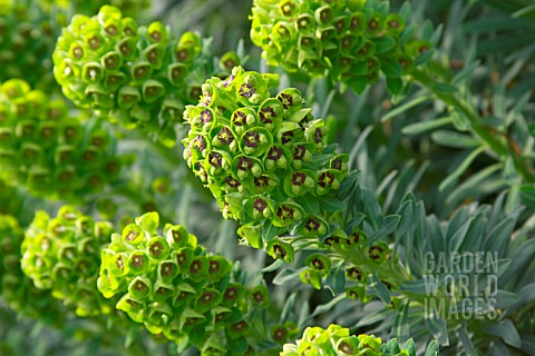 EUPHORBIA_CHARACAIS__PORTUGESE_VELVET__SPURGE