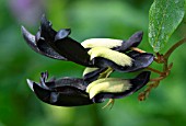 KENNEDIA NIGRICANS,  RUNNING POSTMAN