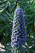 ECHIUM X SCILLONIENSE