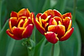 TULIPA ALLEGRETTO