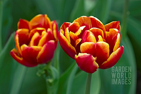 TULIPA_ALLEGRETTO