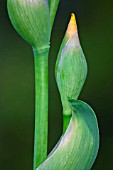 IRIS STEM AND BUD