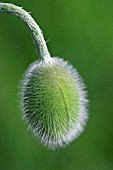 PAPAVER FIREBALL