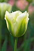 TULIPA SPRING GREEN