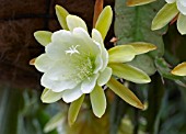 EPIPHYLUM SPECIES,  ORCHID CACTUS