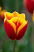 TULIPA KEES NELIS