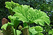 GUNNERA MANICATA