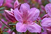 RHODODENDRON MARGOT