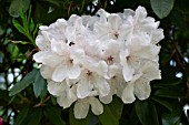 RHODODENDRON HALOPEANUM