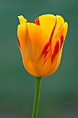 TULIPA OLYMPIC FLAME