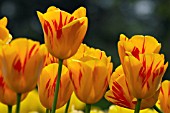 TULIPA OLYMPIC FLAME