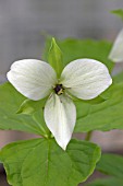 TRILLIUM SIMILE