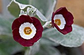 PRIMULA AURICULA,  MOJAVE