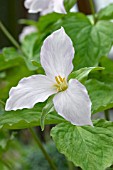 TRILLIUM GRANDIFLORUM ROSEUM