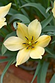 TULIPA LINIFOLIA,  BATALINII GROUP,  BRONZE CHARM