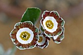 PRIMULA AURICULA,  GRETA