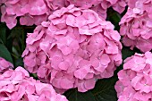 HYDRANGEA MACROPHYLLA,  QUEEN ELIZABETH