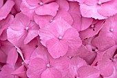 HYDRANGEA MACROPHYLLA,  QUEEN ELIZABETH