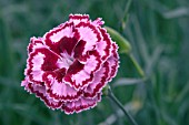 DIANTHUS MOULIN ROUGE