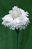 DIANTHUS ARCTIC STAR