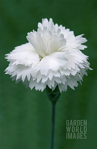 DIANTHUS_ARCTIC_STAR