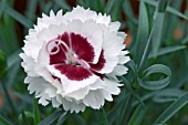 DIANTHUS RASPBERRY SUNDAE