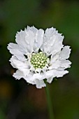 SCABIOSA CAUCASICA MISS WILLMOTT