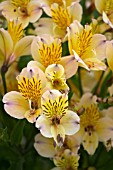 ALSTROEMERIA FRIENDSHIP