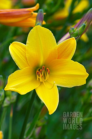 HEMEROCALLIS_LEMON_BELLS_DAYLILY