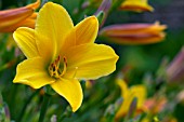 HEMEROCALLIS LEMON BELLS (DAYLILY)