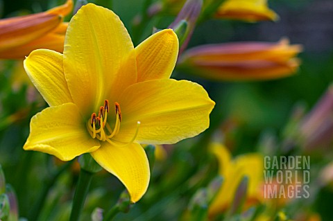 HEMEROCALLIS_LEMON_BELLS_DAYLILY