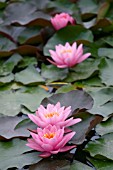 NYMPHAEA NORMA GEDYE (WATER LILY)