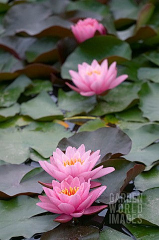 NYMPHAEA_NORMA_GEDYE_WATER_LILY