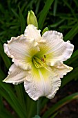 HEMEROCALLIS LIME FROST(DAYLILY)