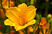 HEMEROCALLIS CRESCENT MOON (DAYLILY)