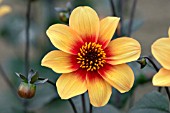 DAHLIA OMO