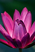 NYMPHAEA MAROON BEAUTY (WATER LILY)