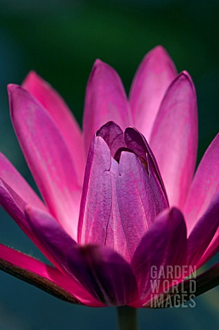 NYMPHAEA_MAROON_BEAUTY_WATER_LILY