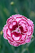 DIANTHUS MOULIN ROUGE