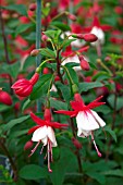 FUSCHIA SNOWCAP