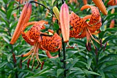 LILIUM LANCIFOLIUM (TIGRINUM) TIGER LILY