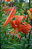 LILIUM LANCIFOLIUM (TIGRINUM) TIGER LILY